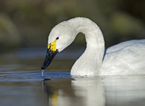 Bewicks Swan Slimbridge Glos winter