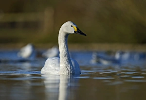 Bewicks Swan Slimbridge Glos winter