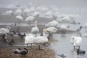 Wildfowl Prints: Bewicks Swan Cygnus columbianus Slimbridge Glos winter