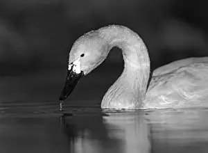 Bewicks Swan Cygnus columbianus Slimbridge Glos winter