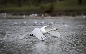 Bewicks Swan Cygnus columbianus Slimbridge Glos winter