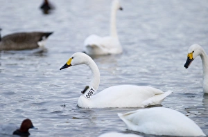 Bewicks Swan Cynus columbianus with geo locator strapped to neck Slimbridge Glos winter Bewicks Swan Cynus columbianus with geo locator strapped to neck Slimbridge Glos winter