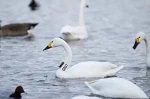 Slimbridge Prints: Bewicks Swan Cynus columbianus with geo locator strapped to neck Slimbridge Glos winter
