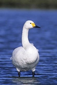 Bewicks Swan Slimbridge Glos winter