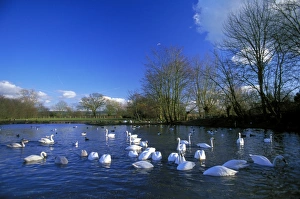 Bewicks Swans, Cygnus columbianus, Slimbridge, UK, winter