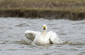 Bewicks Swans Cygnus columbianus bathing Slimbridge Glos UK February Bewicks Swans Cygnus columbianus bathing Slimbridge Glos UK February