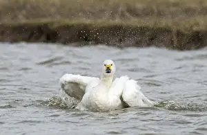 Slimbridge Prints: Bewicks Swans Cygnus columbianus bathing Slimbridge Glos UK February