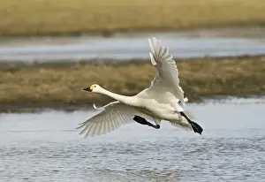 Wildfowl Prints: Bewicks Swans Cygnus columbianus coming in to land Slimbridge Glos UK February