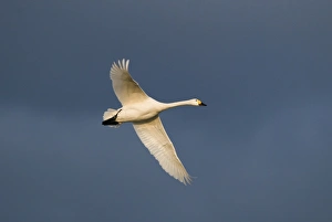 Bewicks Swans Cygnus columbianus Slimbridge Glos UK February