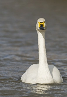 Bewicks Swans Cygnus columbianus Slimbridge Glos UK February Bewicks Swans Cygnus columbianus Slimbridge Glos UK February