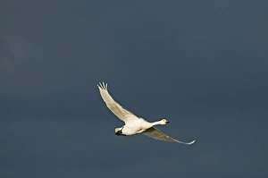 Bewicks Swans Cygnus columbianus Slimbridge Glos UK February
