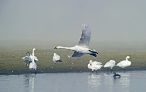 Bewicks Swans Cygnus columbianus Slimbridge Glos winter