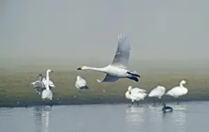 Bewicks Swans Cygnus columbianus Slimbridge Glos winter