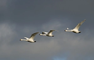 Bewicks Swans Cygnus columbianus against stormy sky Slimbridge Glos UK February Bewicks Swans Cygnus columbianus against stormy sky Slimbridge Glos UK February