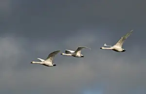 Wildfowl Prints: Bewicks Swans Cygnus columbianus against stormy sky Slimbridge Glos UK February