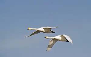 Bewicks Swans Cynus columbianus The Fens Norfolk winter