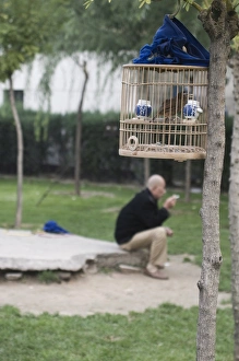 Bird keeper sitting in park with his Hwamei Leucodopteron canorum formerly Garrulax Bird keeper sitting in park with his Hwamei Leucodopteron canorum formerly Garrulax
