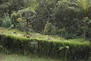 Bird table at Kumul Lodge which attracts birds of paradise such as Brown Sicklebill Bird table at Kumul Lodge which attracts birds of paradise such as Brown Sicklebill