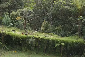 Pacific Prints: Bird table at Kumul Lodge which attracts birds of paradise such as Brown Sicklebill