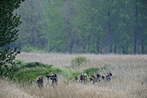 Birders looking for Golden Orioles in poplar plantation at Lakenheath RSPB Reserve Birders looking for Golden Orioles in poplar plantation at Lakenheath RSPB Reserve