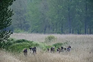 Lakenheath Prints: Birders looking for Golden Orioles in poplar plantation at Lakenheath RSPB Reserve