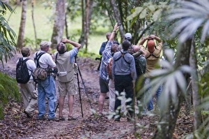 Birding group on trail in lowland tropical rainforest Peten Guatemala Birding group on trail in lowland tropical rainforest Peten Guatemala