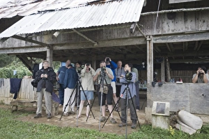 Birding Prints: Birding at lodge on Mt Kitanglad on Mindanao Philippines