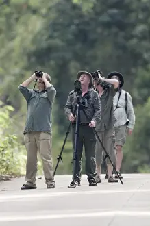 Birding Prints: Birding in lowland forest along road close to Sabang on Palawan Philippines