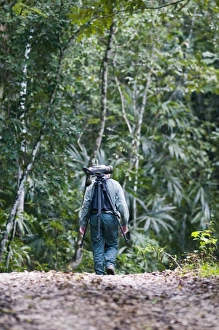 Rainforest Prints: Birding in lowland tropical rainforest Guatemala