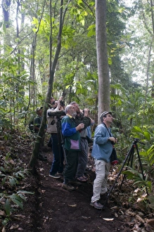 Birding a rainforest trail at Los Andes Guatemala (birders include Mark Cocker, Bryan Bland) Birding a rainforest trail at Los Andes Guatemala (birders include Mark Cocker, Bryan Bland)