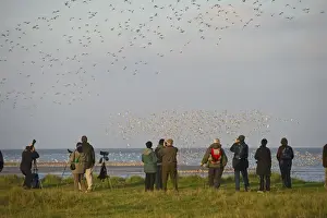 Knot Prints: Birdwatchers watching waders over the Wash at Snettisham RSPB Reserve Norfolk winter