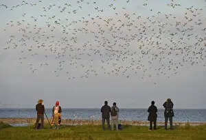 Birdwatchers watching waders over the Wash at Snettisham RSPB Reserve Norfolk winter
