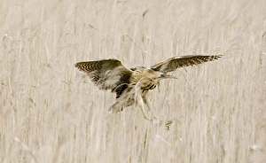 Bittern Botaurus stellaris the famous female known as V Minsmere Suffolk spring 2007 Bittern Botaurus stellaris the famous female known as V Minsmere Suffolk spring 2007
