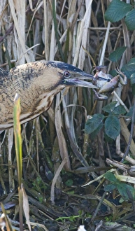 Bittern Botaurus stellaris with a frog Norfolk winter
