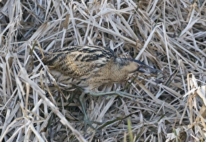 Bittern Botaurus stellaris with a frog Norfolk winter