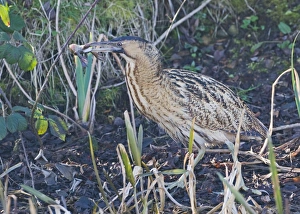 Bittern Botaurus stellaris with a frog Norfolk winter