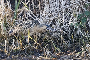Bittern Botaurus stellaris with a frog Norfolk winter