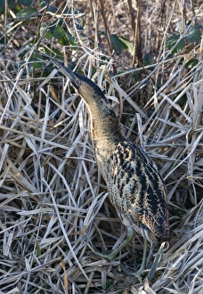 Bittern Botaurus stellaris Norfolk winter