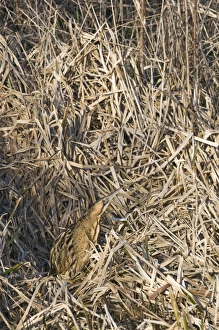 Bittern Botaurus stellaris Norfolk winter