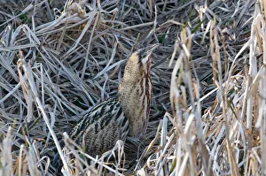 Bittern Botaurus stellaris Norfolk winter