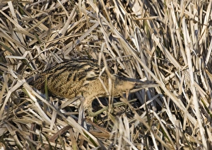 Bittern Botaurus stellaris Norfolk winter