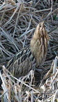 Bittern Botaurus stellaris Norfolk winter