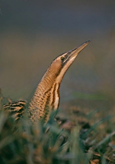 Bittern, Botaurus stellaris, stalking through marsh, autumn