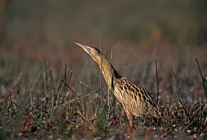 Bittern Prints: Bittern, Botaurus stellaris, stalking through marsh, autumn