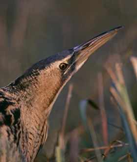 Eurasian Prints: Bittern Botaurus stellaris stalking through marsh, autumn