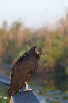 Everglades Prints: Black (American) Vulture Coragyps atratus Anhinga Trail Florida