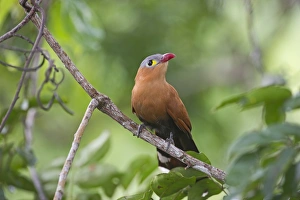 Black-bellied Cuckoo Piaya melanogastar Amazon River Basin Peru Black-bellied Cuckoo Piaya melanogastar Amazon River Basin Peru