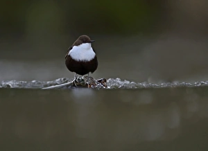 Black-bellied Dipper (Cinclus cinclus cinclus) Thetford Norfolk winter 2012/13 Black-bellied Dipper (Cinclus cinclus cinclus) Thetford Norfolk winter 2012/13