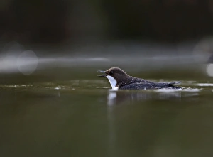 Black-bellied Dipper (Cinclus cinclus cinclus) Thetford Norfolk winter 2012/13