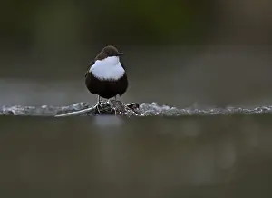 Bird Prints: Black-bellied Dipper (Cinclus cinclus cinclus) Thetford Norfolk winter 2012 / 13